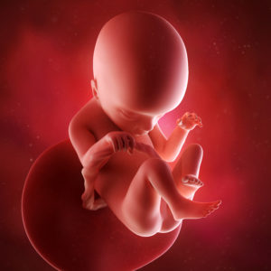 fetal-development-chart